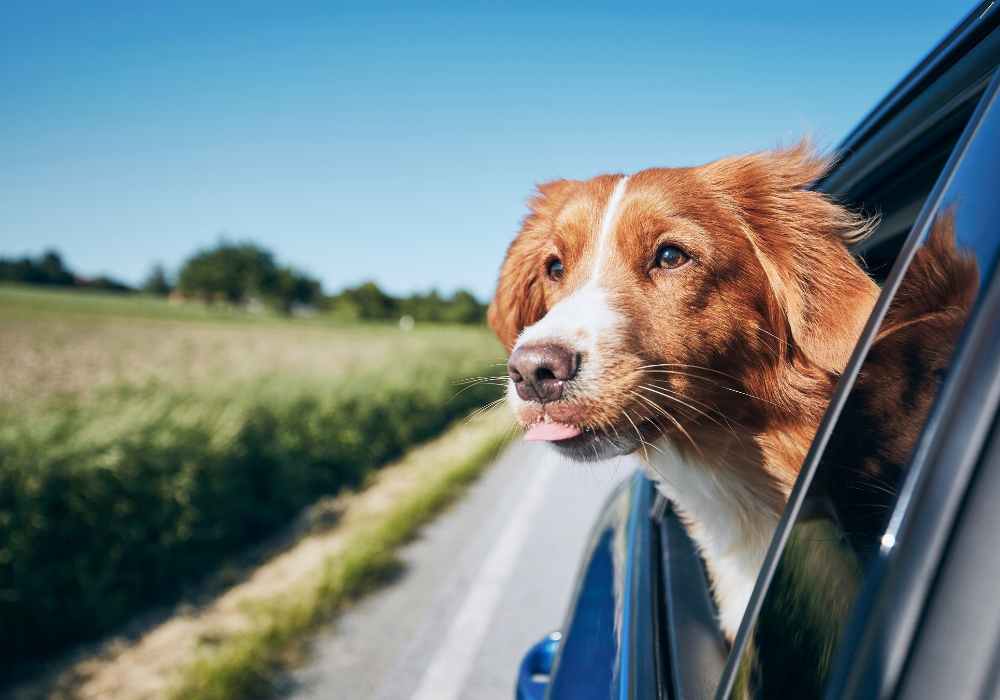 Driving with Pets